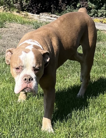 Enlarge OLLIE, an adopted English Bulldog in Bonney Lake, WA image 2/3
