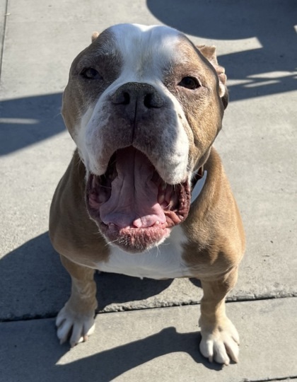 Enlarge OLLIE, an adopted English Bulldog in Bonney Lake, WA image 3/3