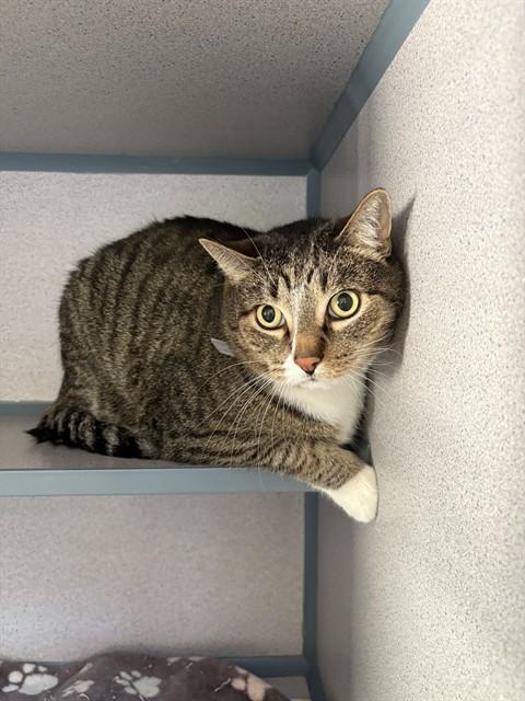 SOX, Adoptable, Adult Male Domestic Short Hair.