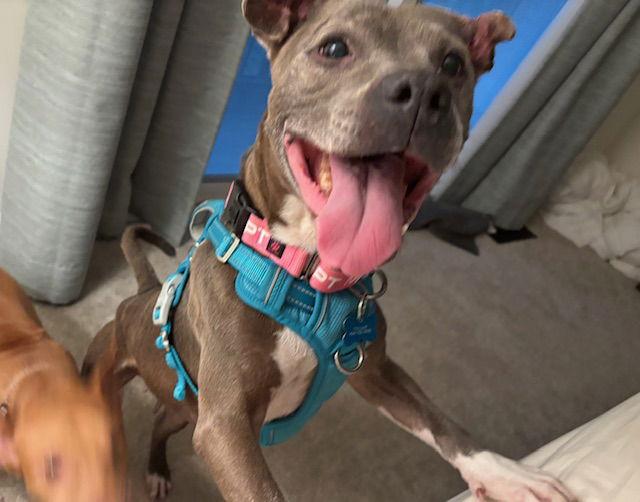 Tuna Sa'mich, a Adopted mixed breed in Decatur, GA image 1/3