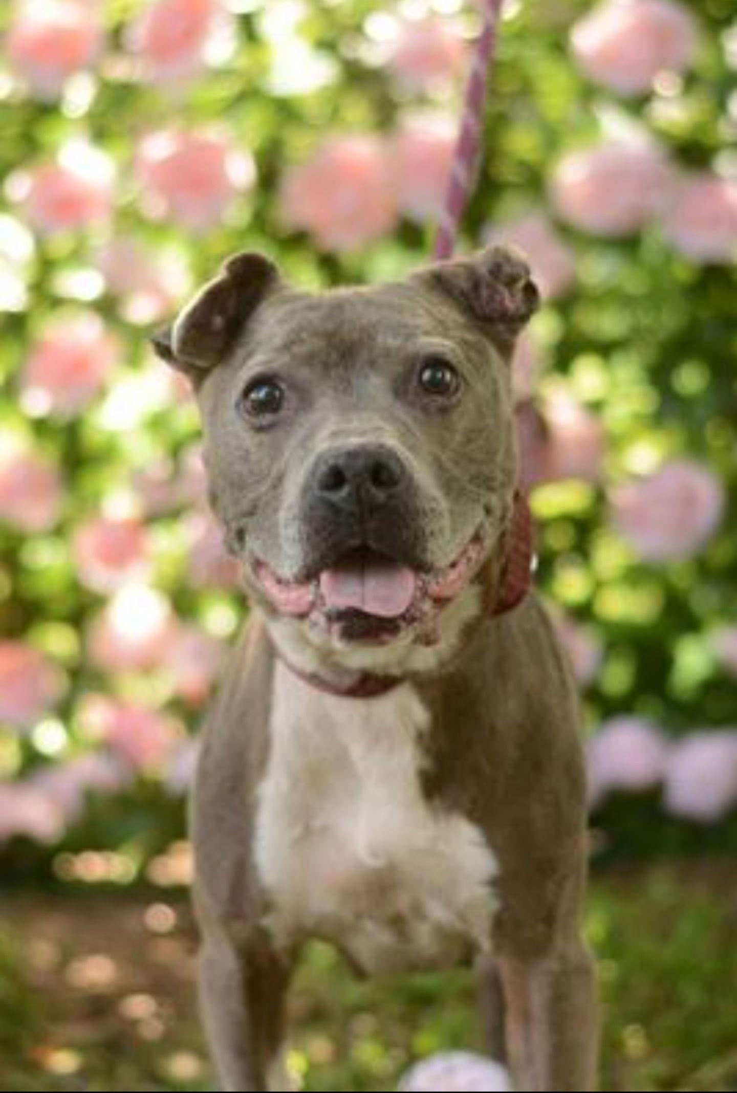 Tuna Sa'mich, a Adopted mixed breed in Decatur, GA image 2/3