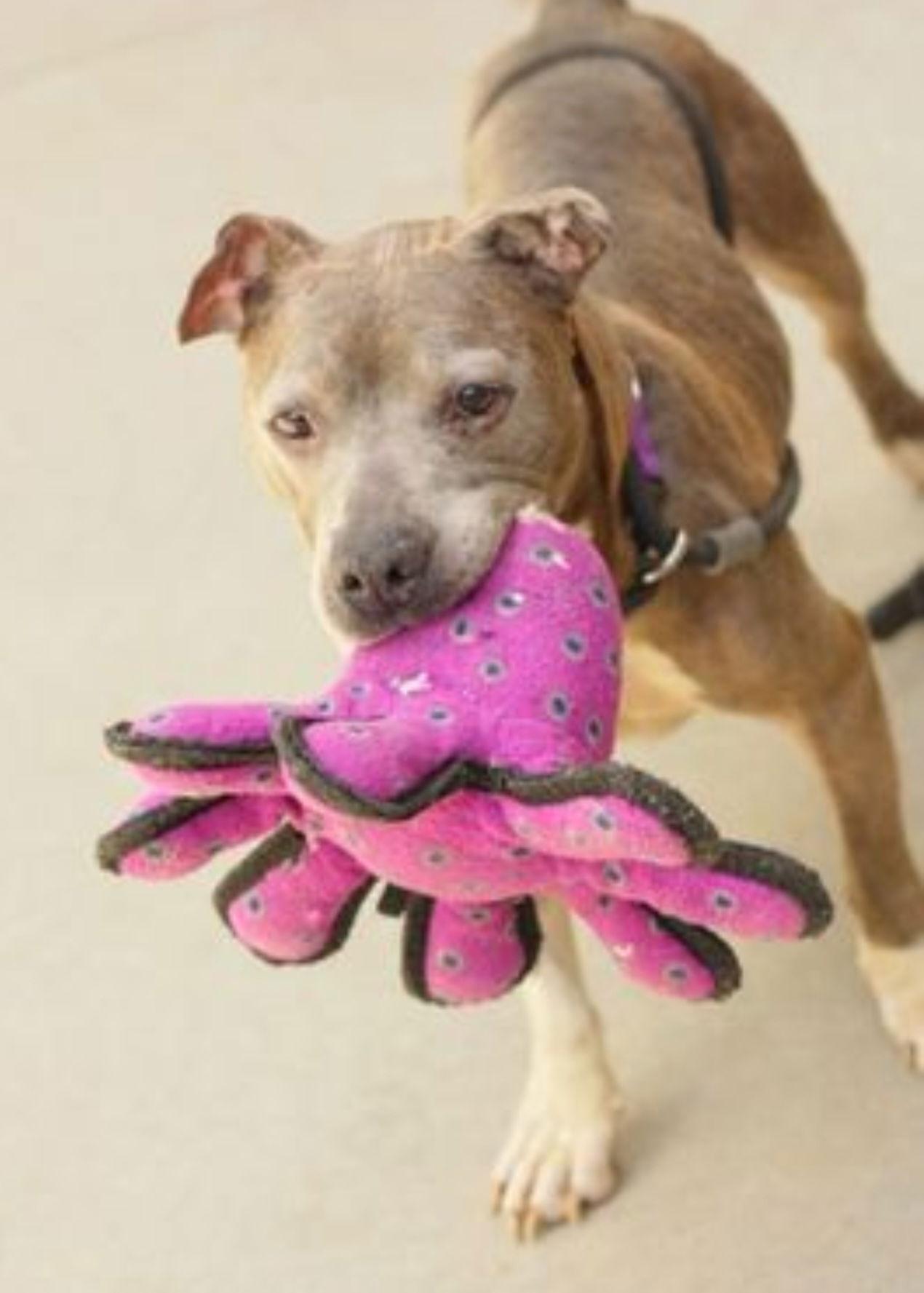 Tuna Sa'mich, a Adopted mixed breed in Decatur, GA image 3/3