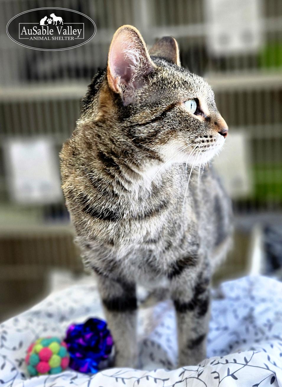 Mama, a ADOPTABLE Domestic Short Hair in Grayling, MI image 3/6