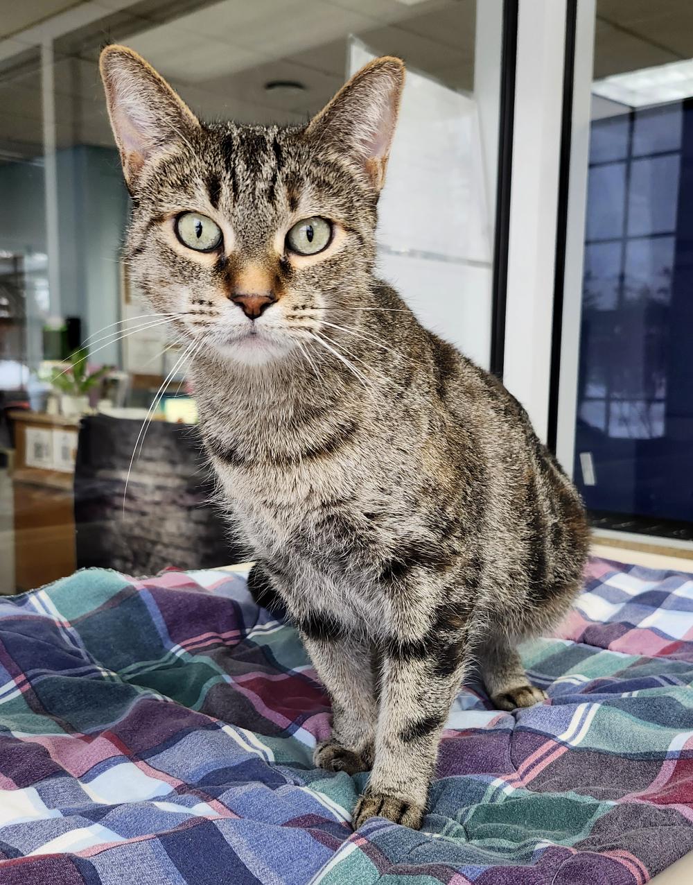 Mama, a ADOPTABLE Domestic Short Hair in Grayling, MI image 4/6