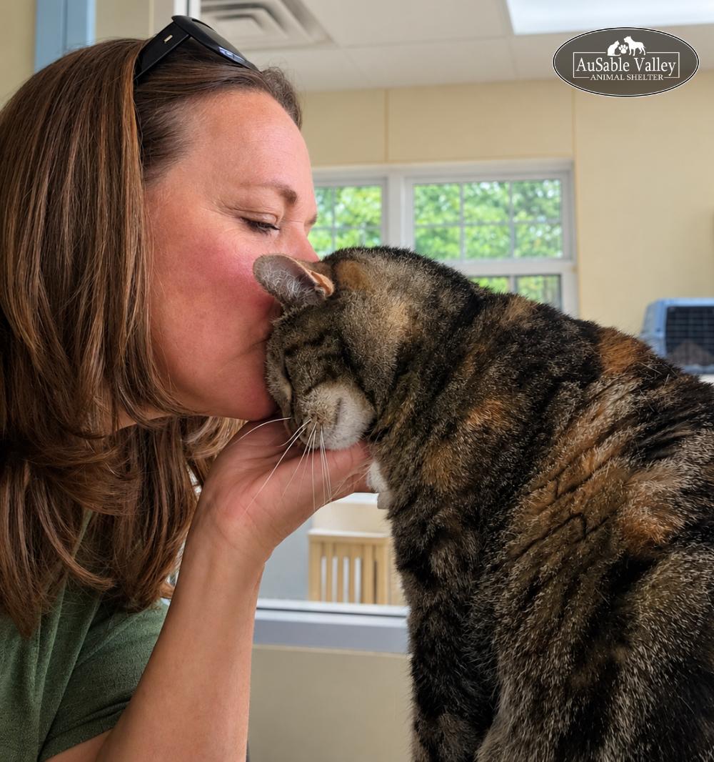 Enlarge Mama, a Adopted Domestic Short Hair in Grayling, MI image 6/6