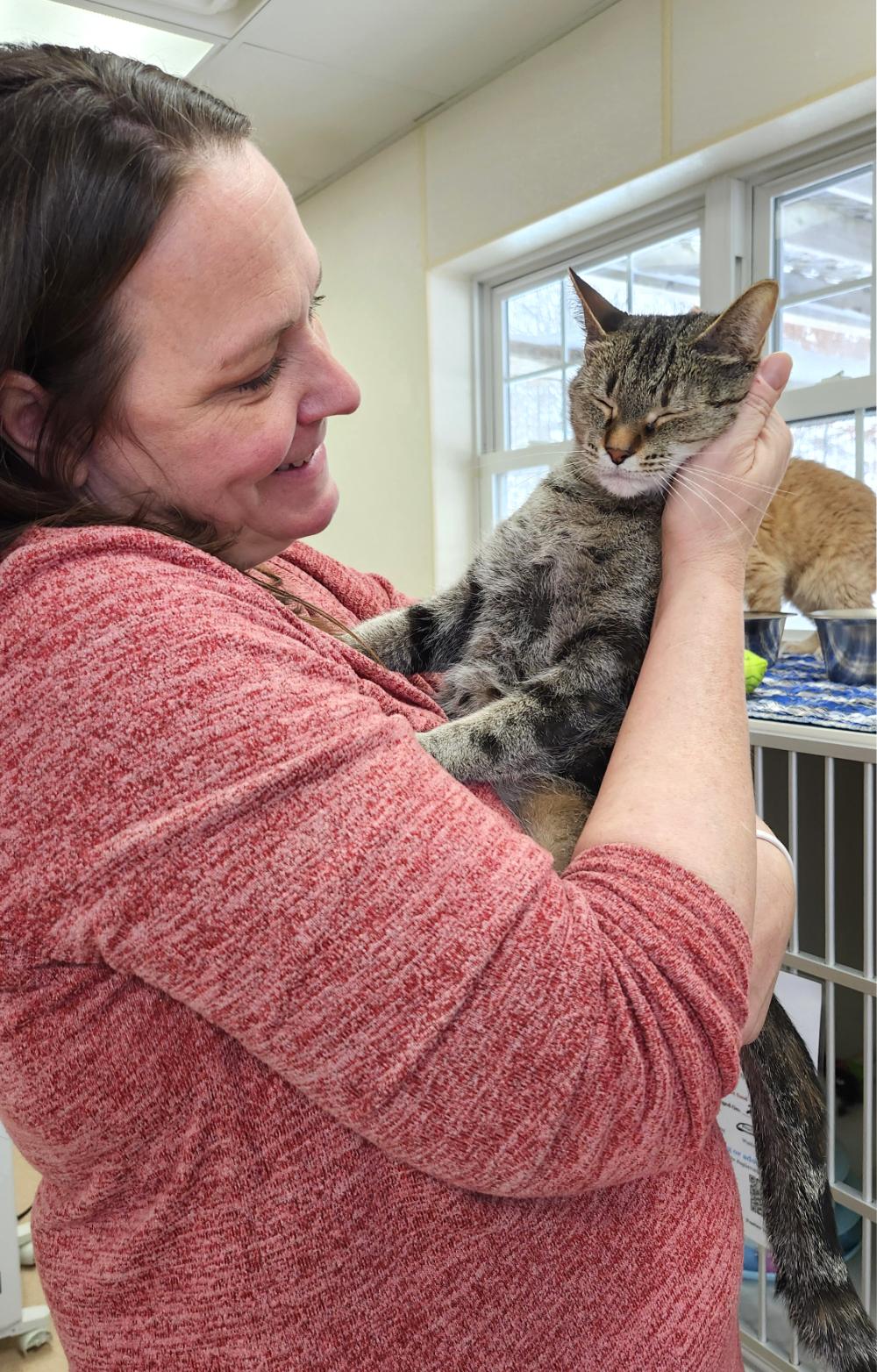 Mama, a ADOPTABLE Domestic Short Hair in Grayling, MI image 2/6