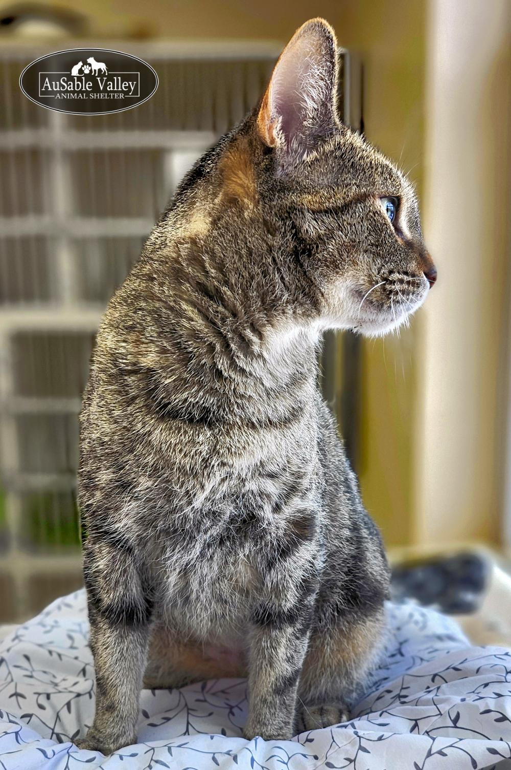 Mama, a ADOPTABLE Domestic Short Hair in Grayling, MI image 6/6