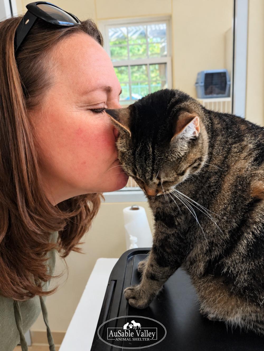 Enlarge Mama, a Adopted Domestic Short Hair in Grayling, MI image 5/6