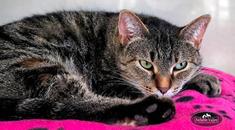 Enlarge Mama, a ADOPTABLE Domestic Short Hair in Grayling, MI image 6/6