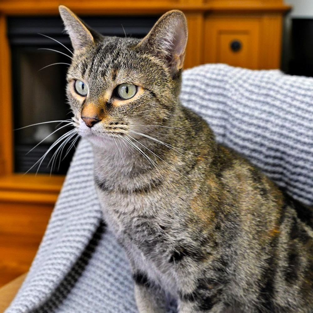 Mama, a ADOPTABLE Domestic Short Hair in Grayling, MI image 1/6
