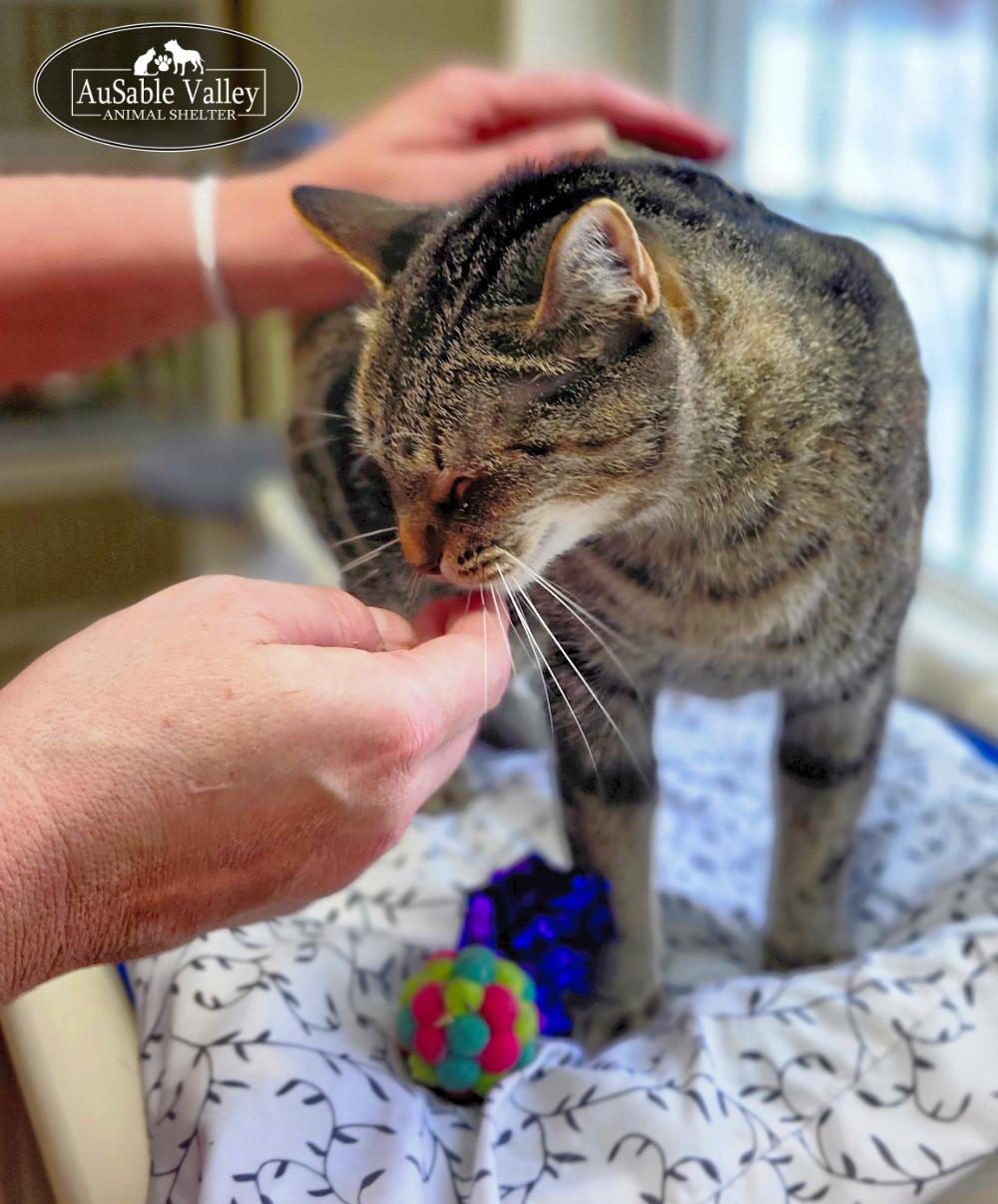 Mama, a ADOPTABLE Domestic Short Hair in Grayling, MI image 5/6