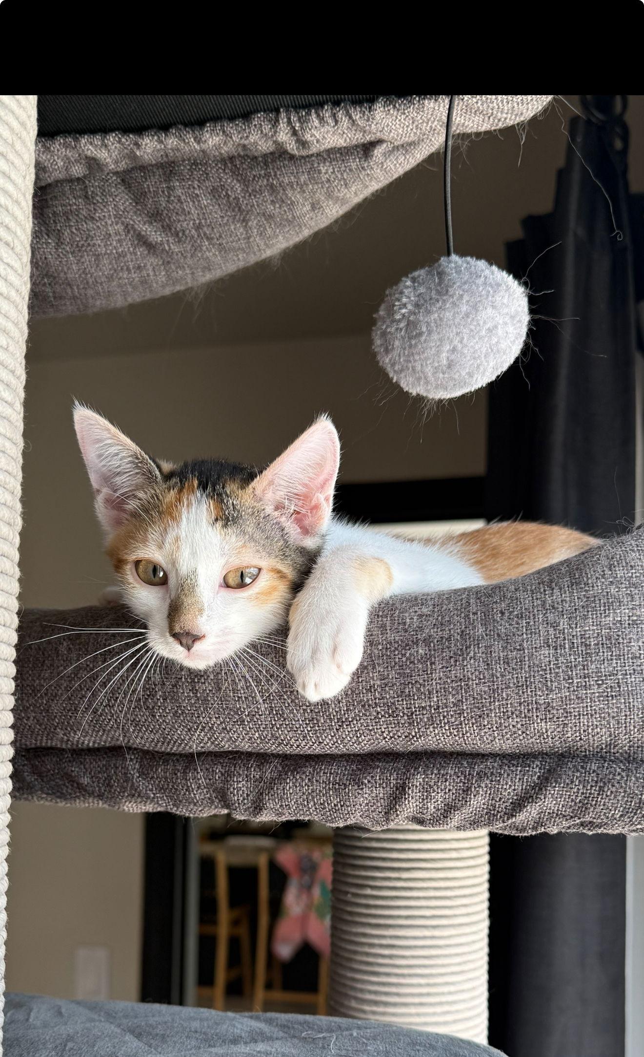 Delilah, Adoptable, Young Female Calico.