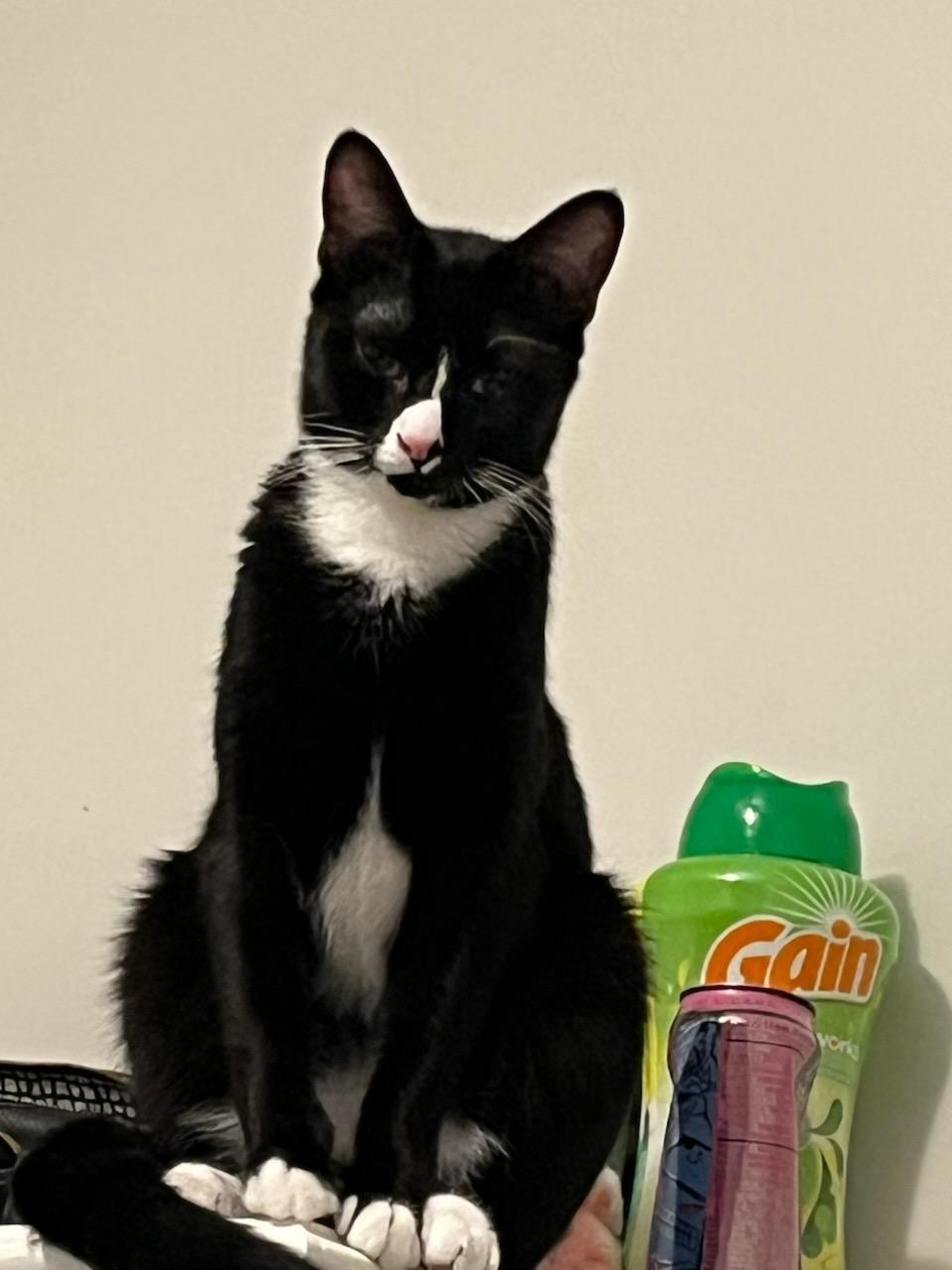 Tinsel, Adopted, Young Male Domestic Short Hair.