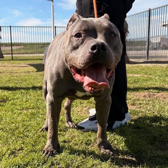 Enlarge BLUE SKY, a Adoptable American Bully in Delano, CA image 2/5