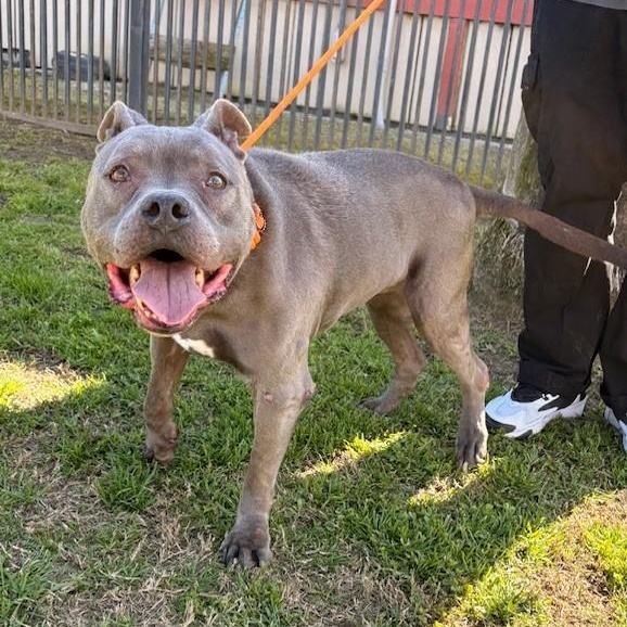BLUE SKY, Adoptable, Adult Male American Bully.