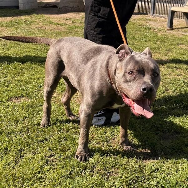 Enlarge BLUE SKY, a Adoptable American Bully in Delano, CA image 3/5