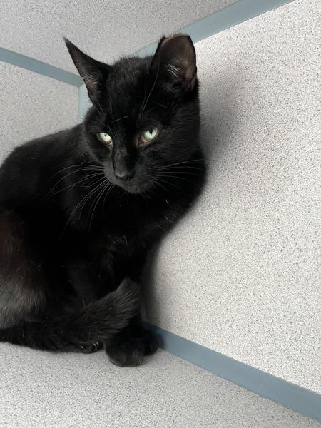 Enlarge Cocoa (in Foster), a Adoptable mixed breed in Skillman, NJ image 3/5