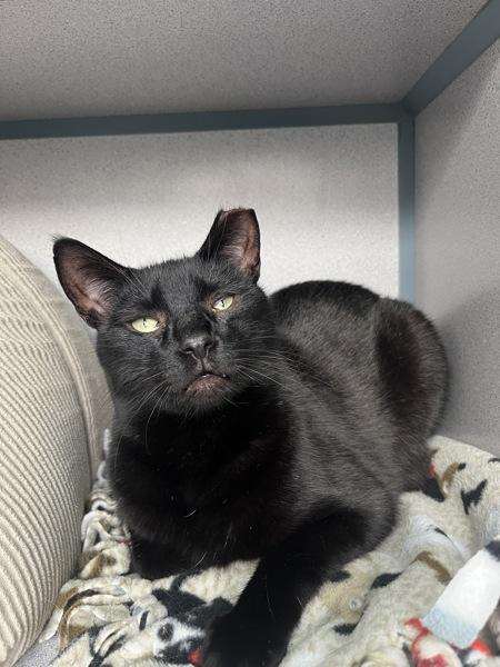 Cocoa, Adoptable, Adult Male Domestic Short Hair.