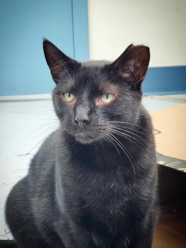 Enlarge Cocoa (in Foster), a Adoptable mixed breed in Skillman, NJ image 4/5