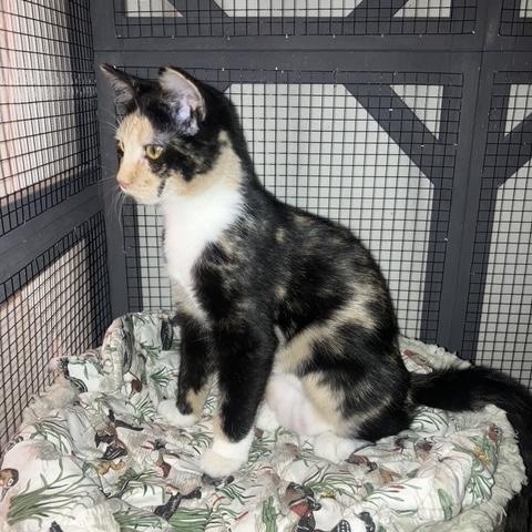 Enlarge Serena, a Adoptable Calico in Midland, MI image 2/4