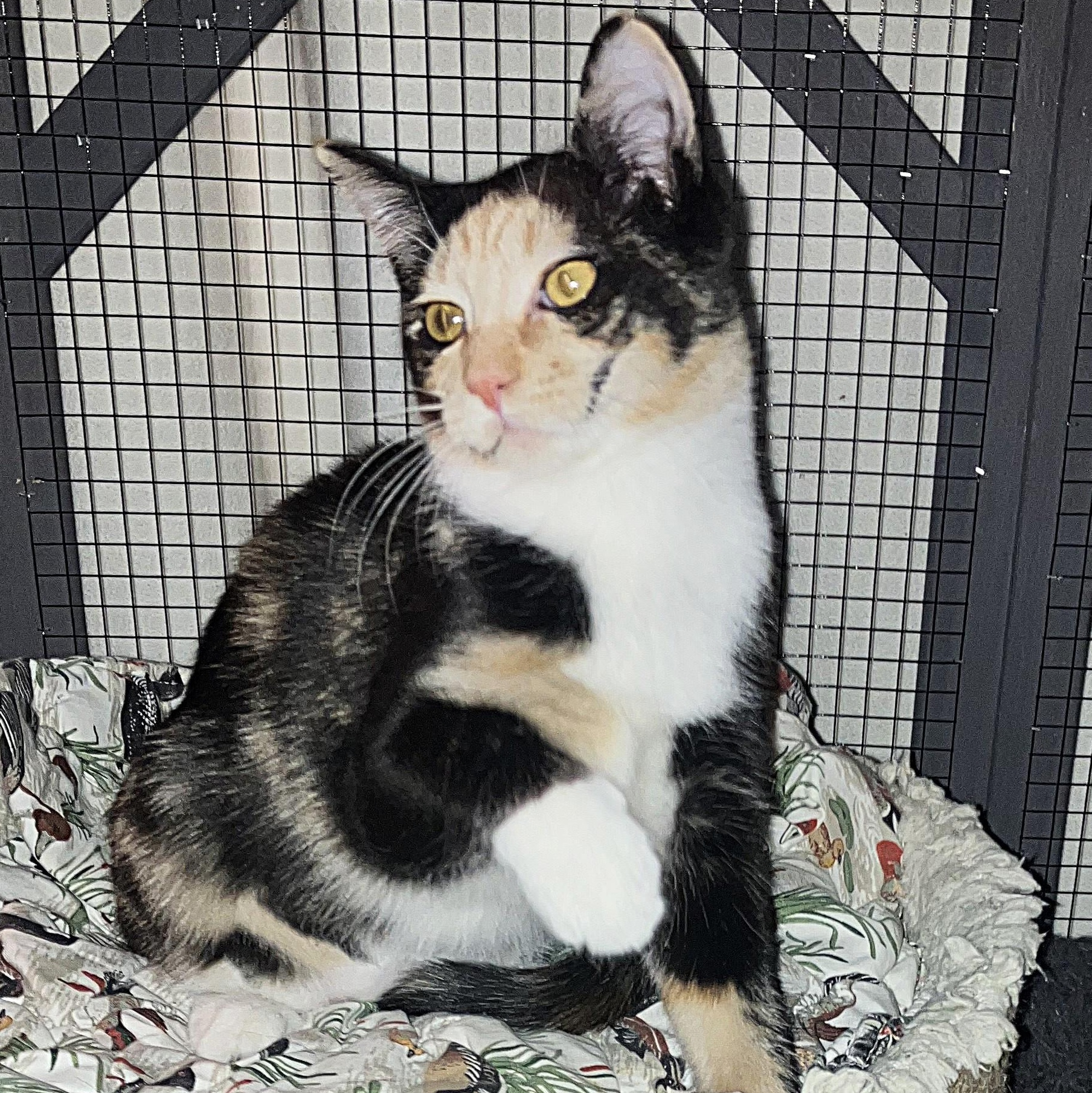 Enlarge Serena, a Adoptable Calico in Midland, MI image 3/4