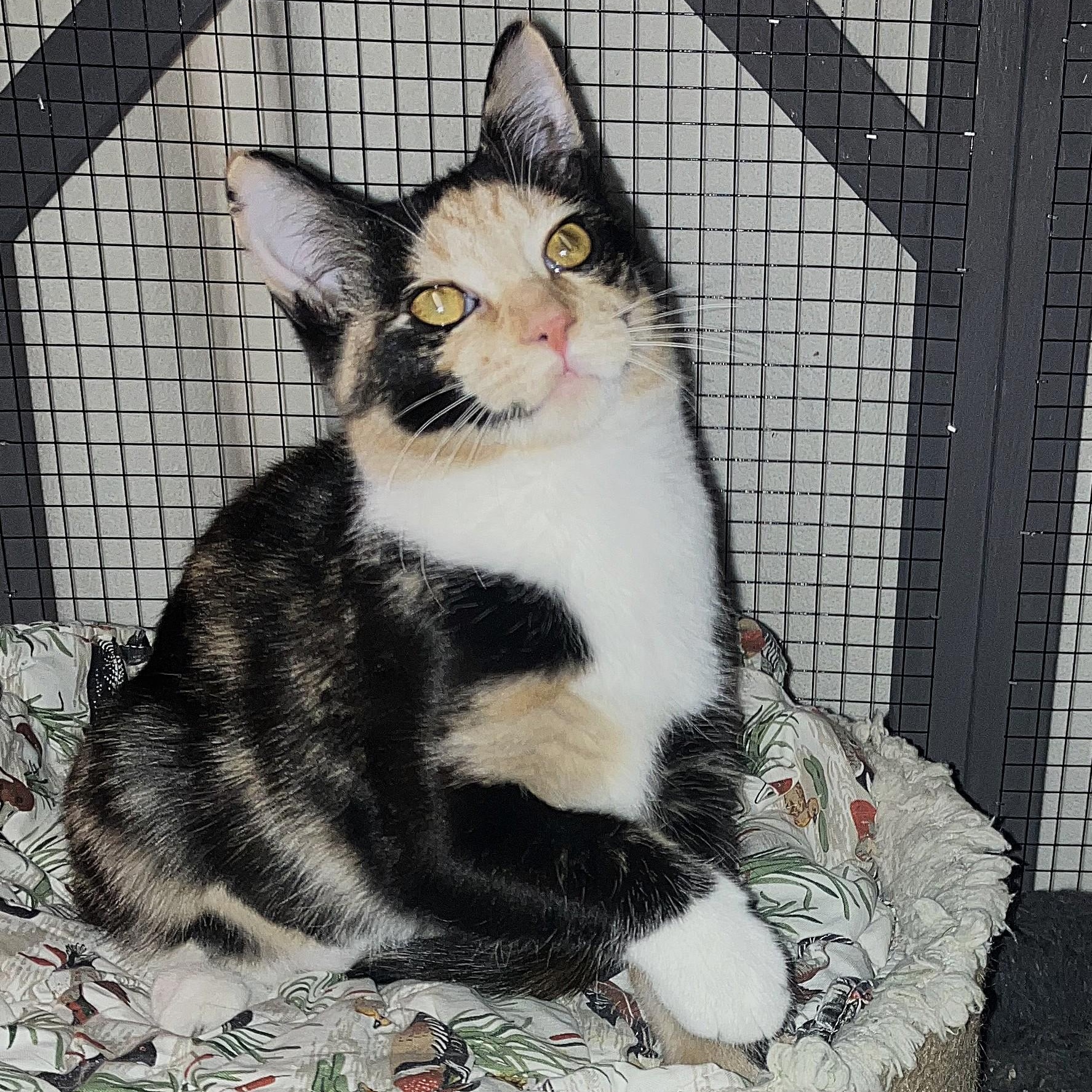 Enlarge Serena, a Adoptable Calico in Midland, MI image 1/4