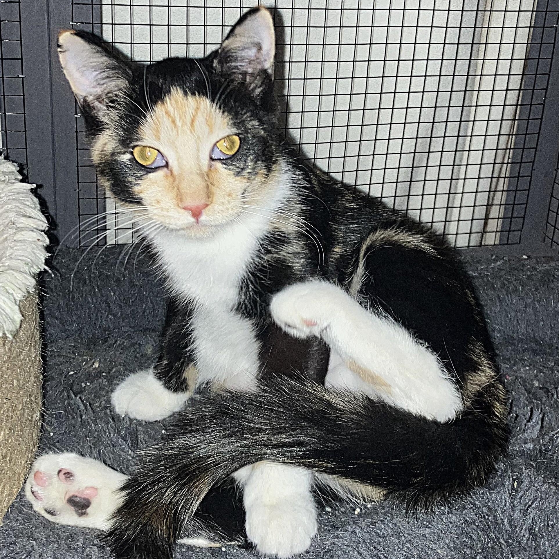 Enlarge Serena, a Adoptable Calico in Midland, MI image 4/4