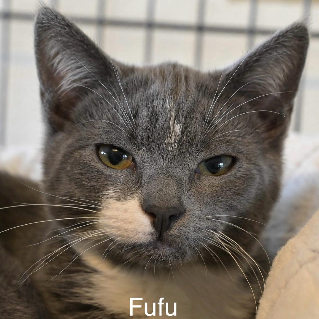 Enlarge Fufu, a Adoptable Domestic Short Hair in Chilliwack, BC image 1/3