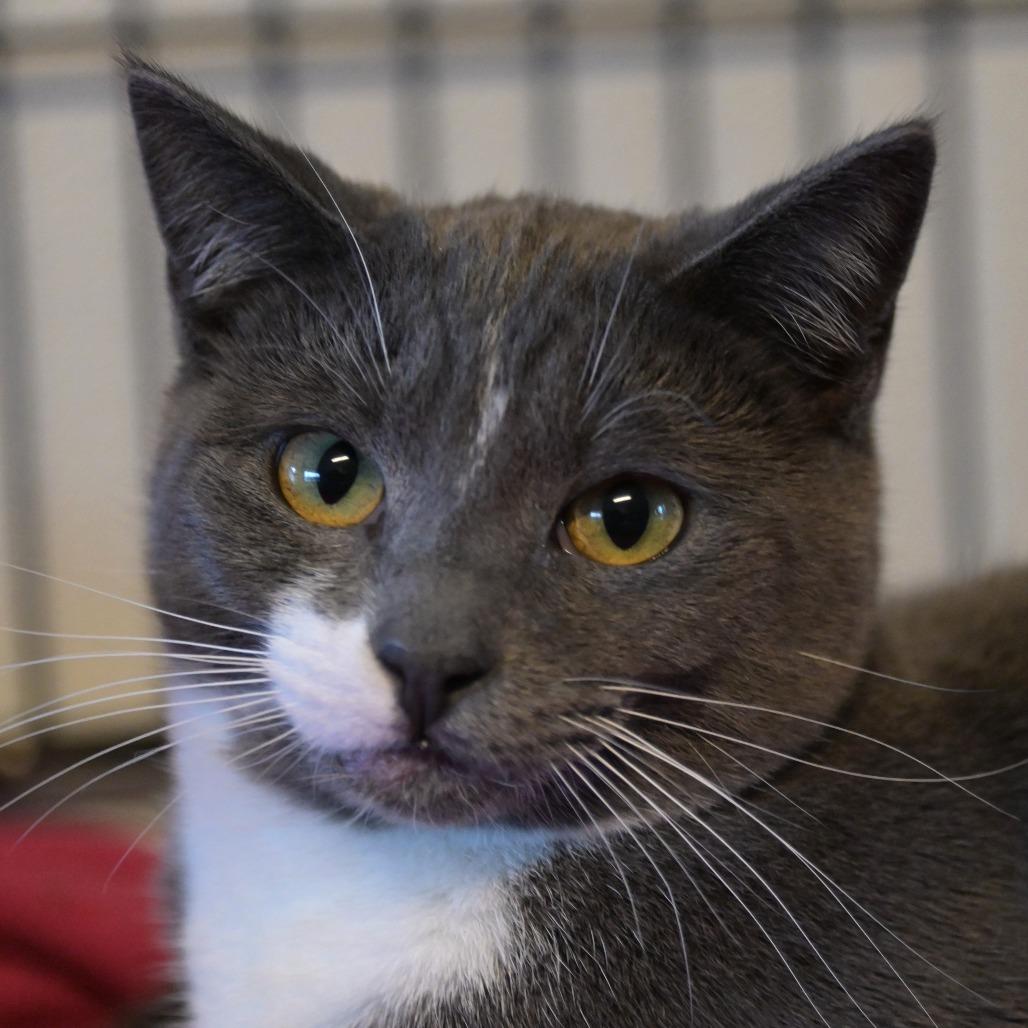 Enlarge Fufu, a Adoptable Domestic Short Hair in Chilliwack, BC image 2/3