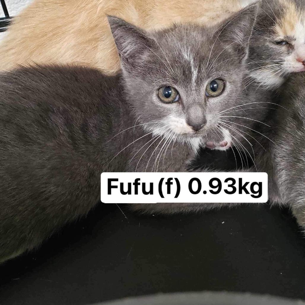 Enlarge Fufu, a Adoptable Domestic Short Hair in Chilliwack, BC image 3/3