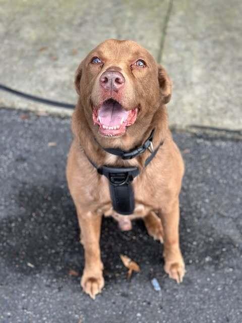 Jayson "Jaxon", a Adoptable Labrador Retriever in Milton, FL image 1/4