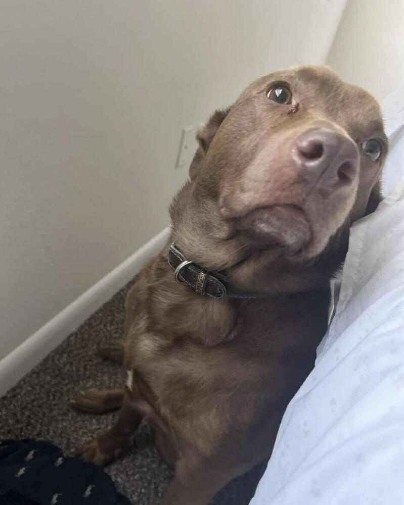 Jayson "Jaxon", a Adoptable Labrador Retriever in Milton, FL image 4/4
