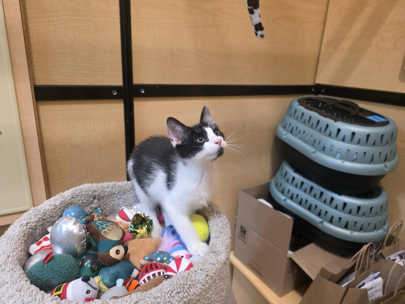 Robin, Adoptable, Kitten Male Domestic Short Hair.