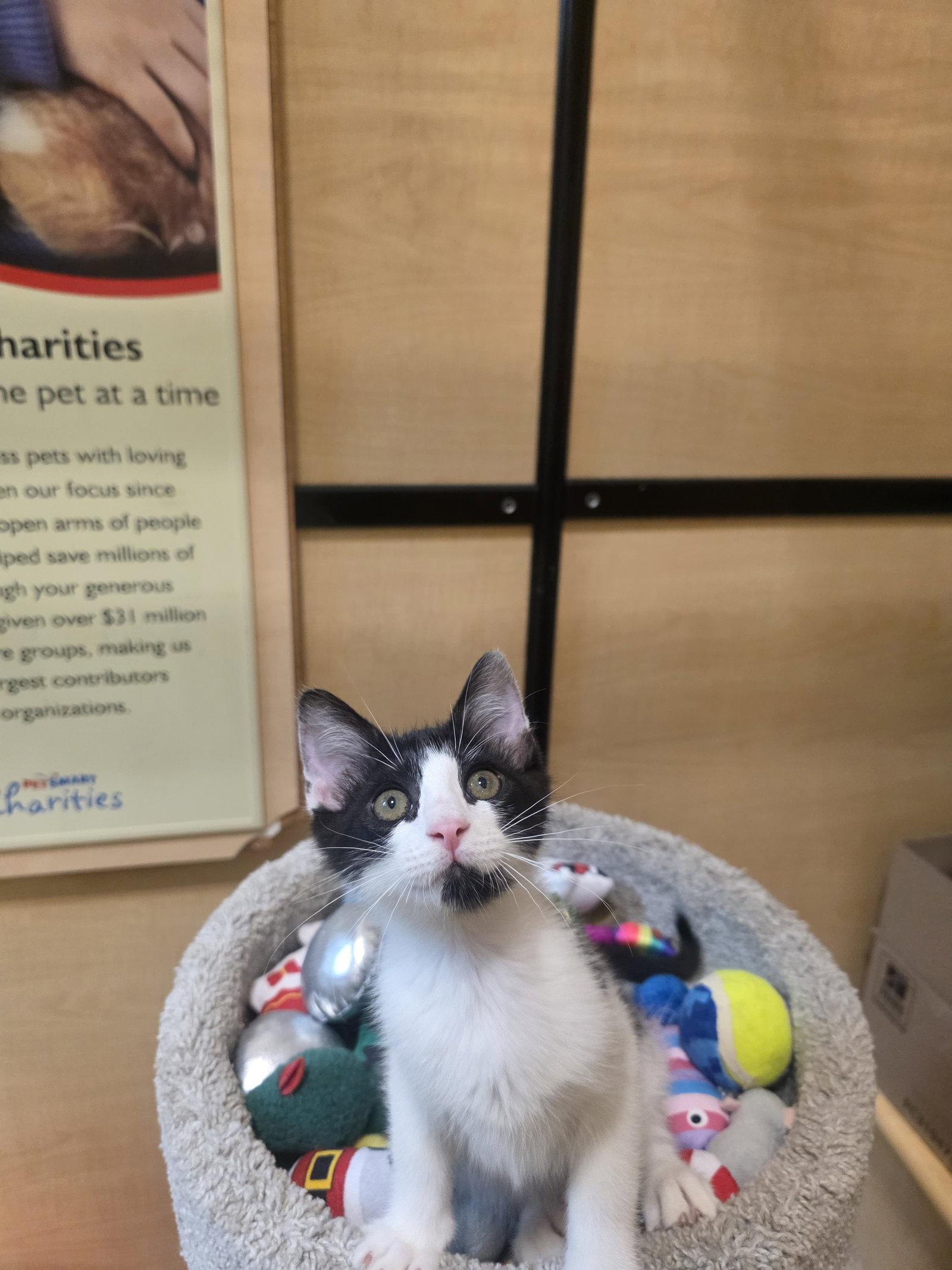 Enlarge Robin, a Adoptable Domestic Short Hair in Rowlett, TX image 2/3