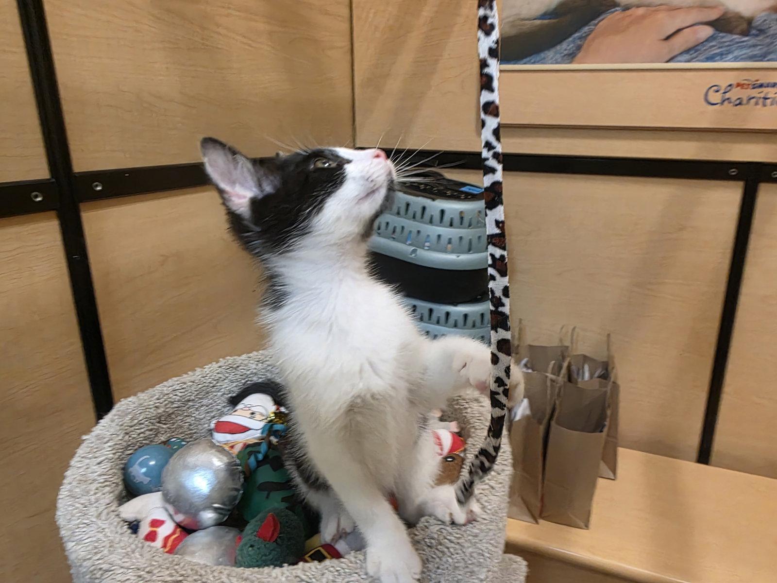 Enlarge Robin, a Adoptable Domestic Short Hair in Rowlett, TX image 3/3