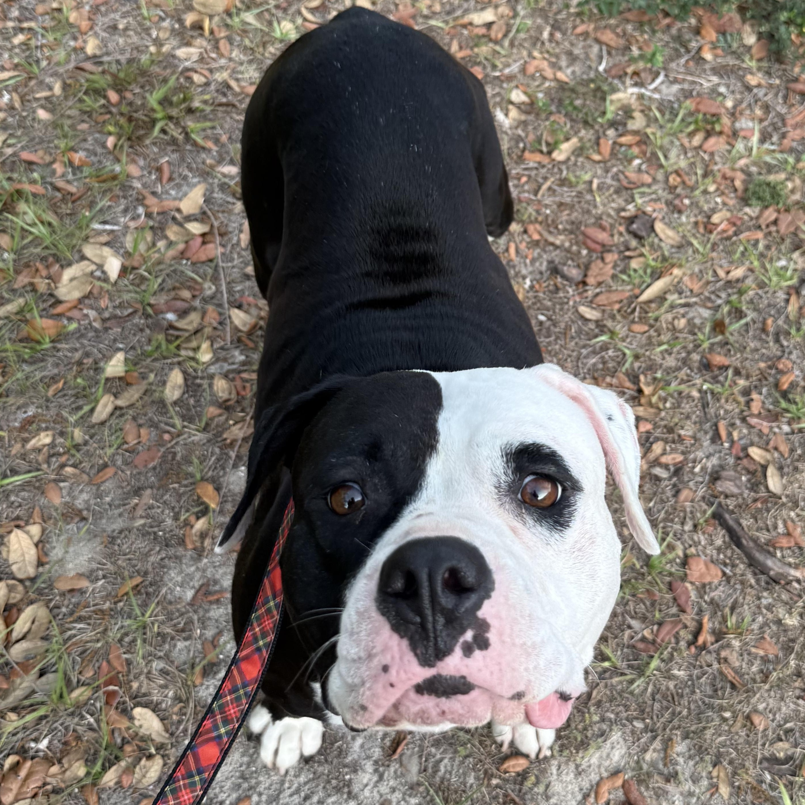Sadie, an adoptable American Staffordshire Terrier in Tampa, FL image 2/4