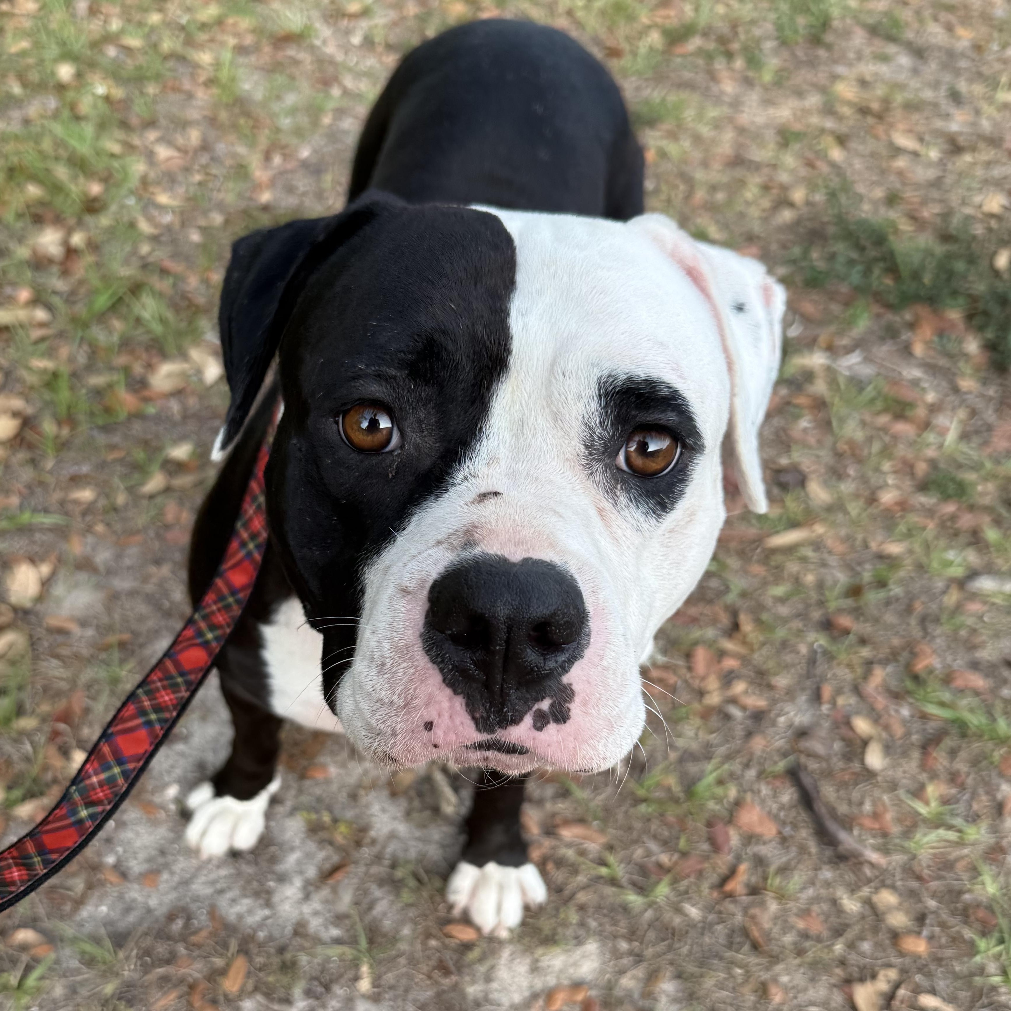 Sadie, an adoptable American Staffordshire Terrier in Tampa, FL image 1/4