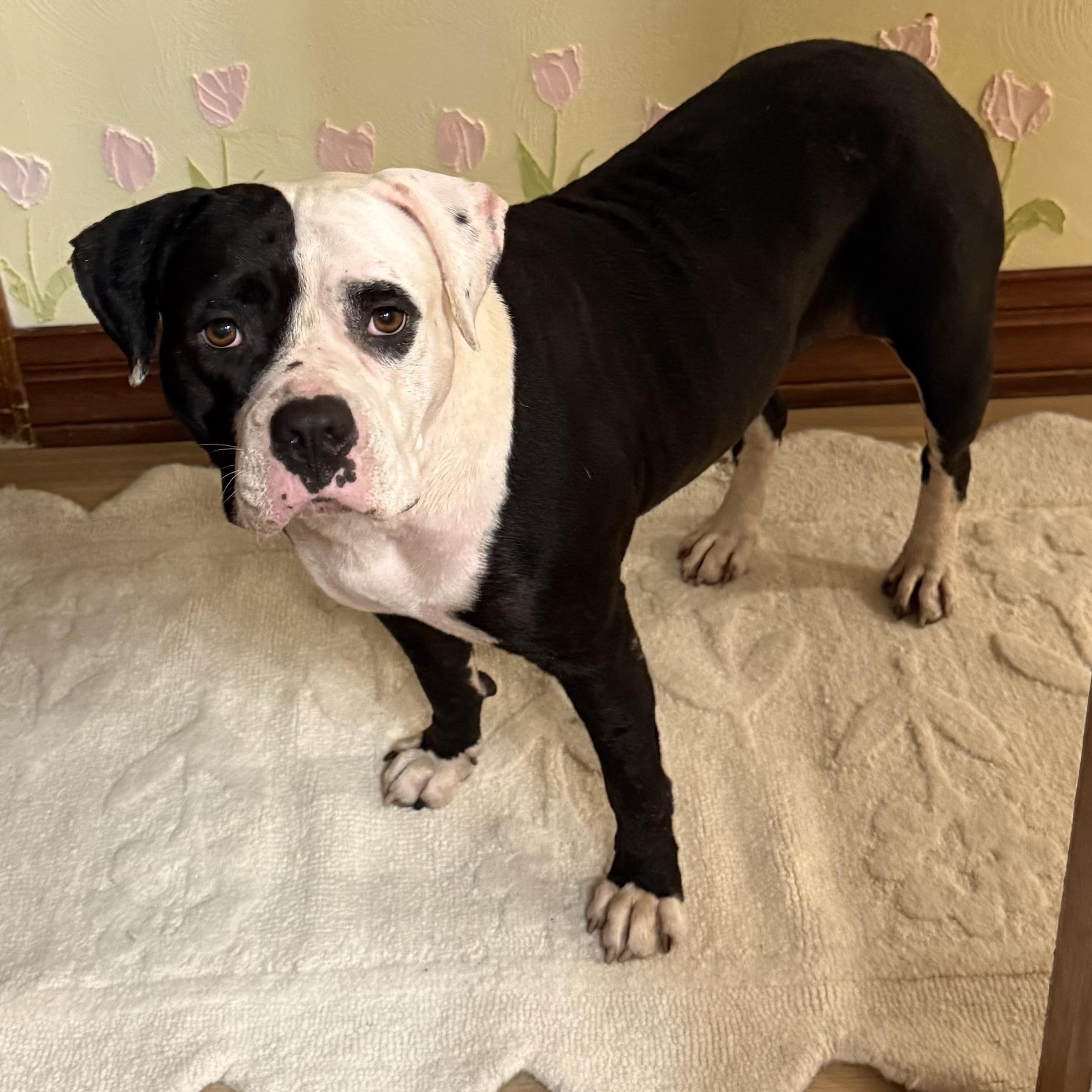 Sadie, an adoptable American Staffordshire Terrier in Tampa, FL image 3/4