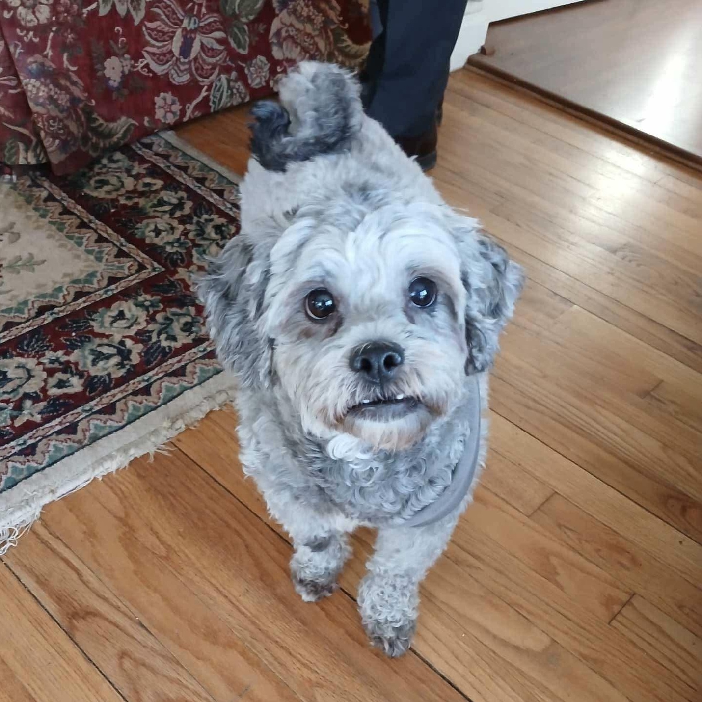 Magoo, Senior Male Terrier