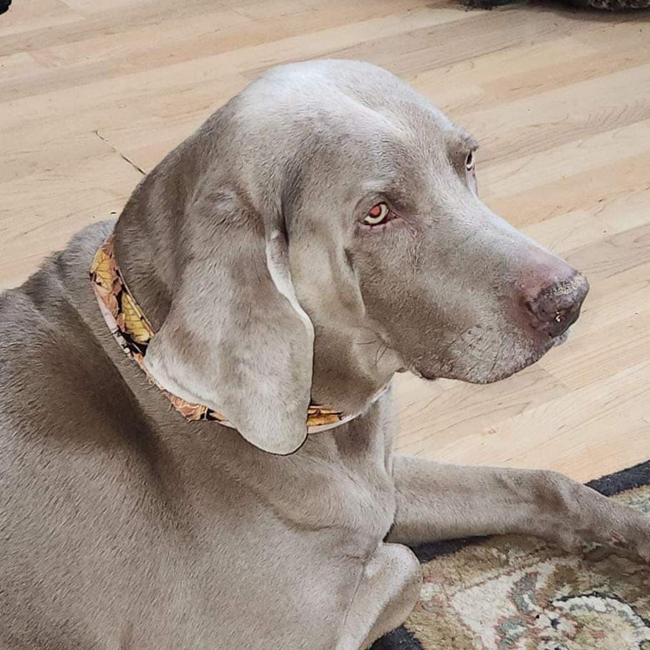 Bruno 2