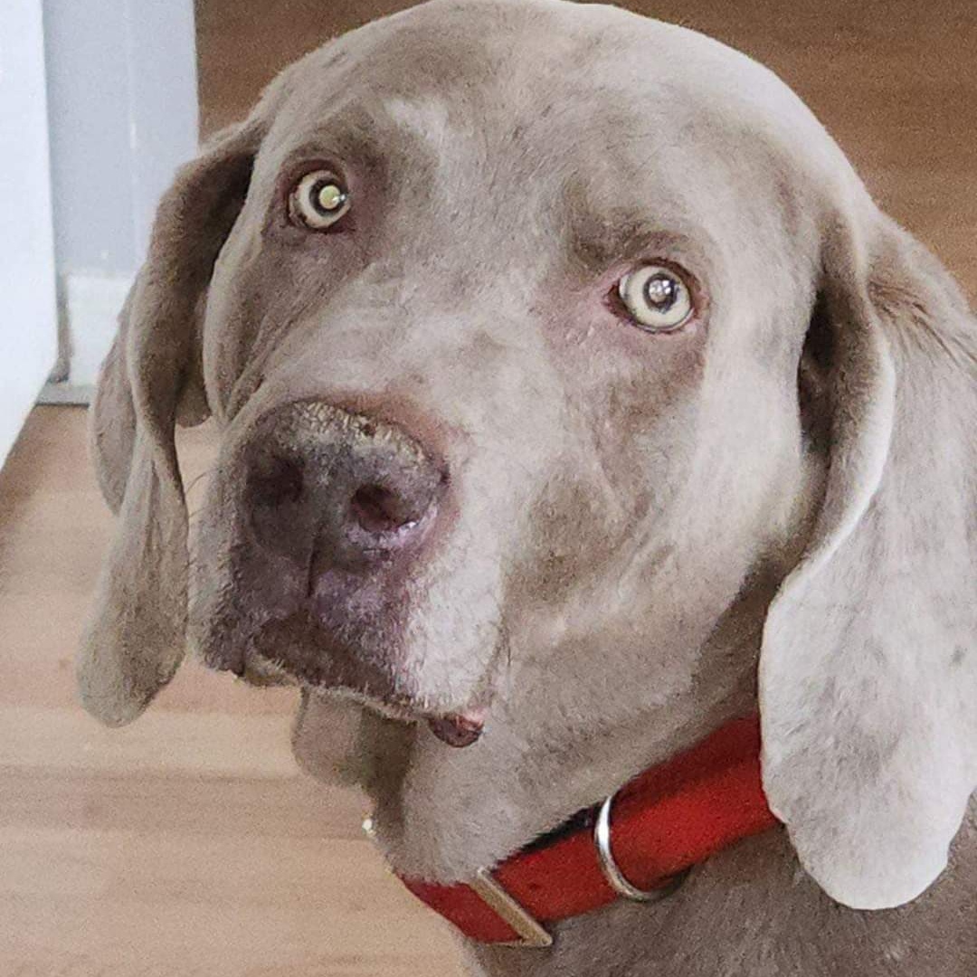 Bruno 3