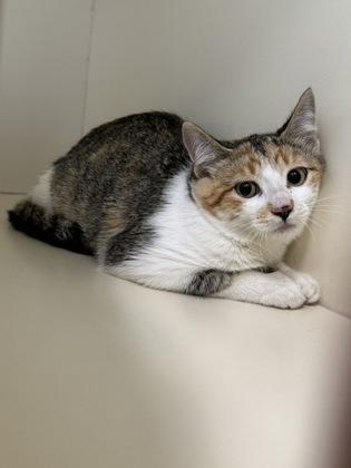 (Azure), Adoptable, Kitten Female Domestic Short Hair & Domestic Short Hair.