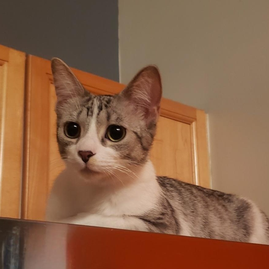 Enlarge Ricki (bonded with Roy), a Adoptable Domestic Short Hair in Chicago, IL image 2/3