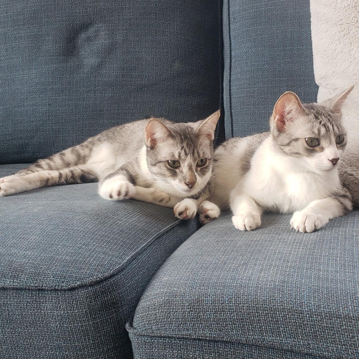 Enlarge Ricki (bonded with Roy), a Adoptable Domestic Short Hair in Chicago, IL image 3/3