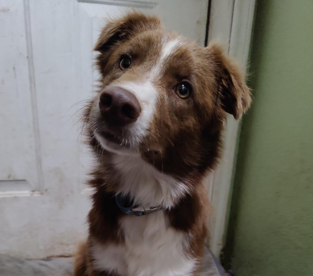 Duncan, Adoptable, Young Male Border Collie.