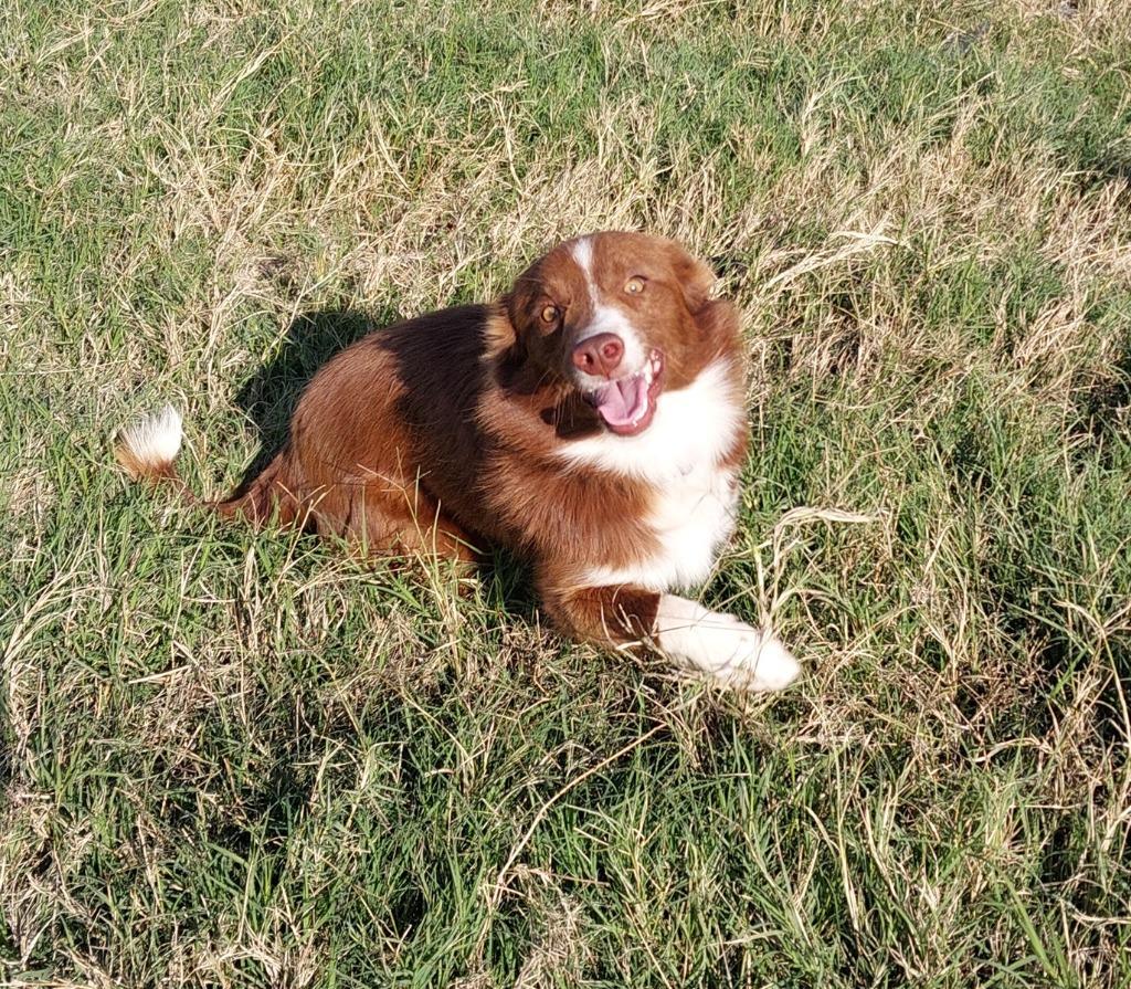 Enlarge Duncan, a Adoptable Border Collie in The Woodlands, TX image 2/6
