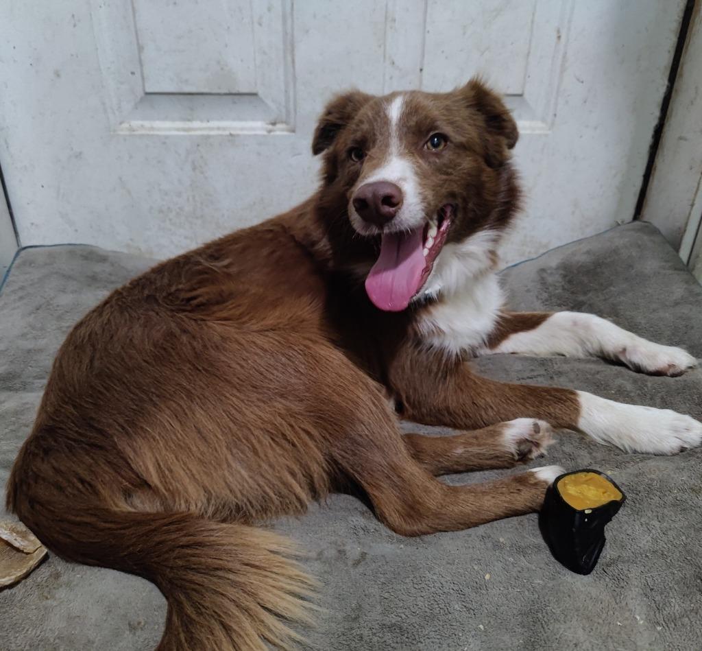 Enlarge Duncan, a Adoptable Border Collie in The Woodlands, TX image 3/6