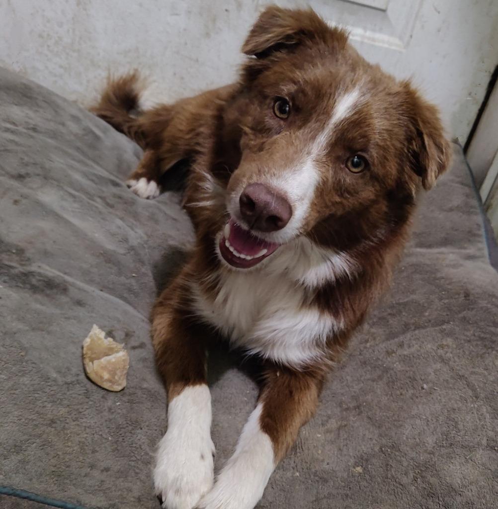 Enlarge Duncan, a Adoptable Border Collie in The Woodlands, TX image 4/6