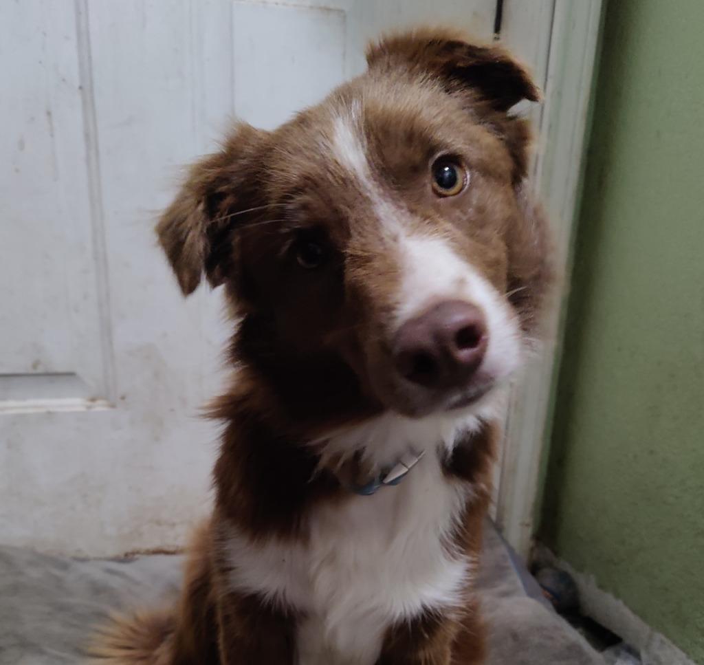 Enlarge Duncan, a Adoptable Border Collie in The Woodlands, TX image 5/6