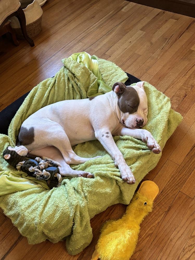 Enlarge Destiny, a Adoptable Pit Bull Terrier in Denver, CO image 1/6